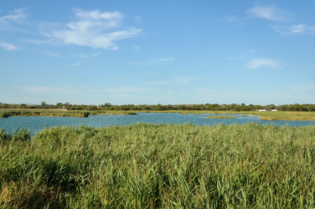 Lagune de La Grande Maire à Portiragnes, site naturel protégé Natura 2000 dans l’Hérault, France
